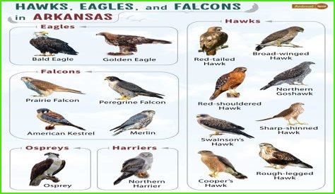 Falcons Of Ocala - Lighting Fast Flyers